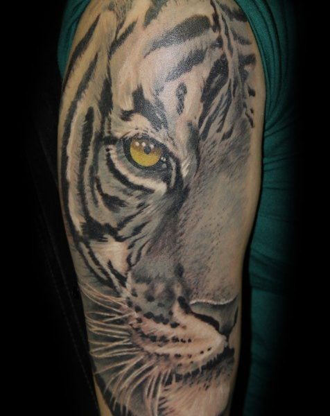 tigris+856