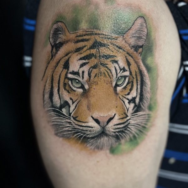 tigris-12