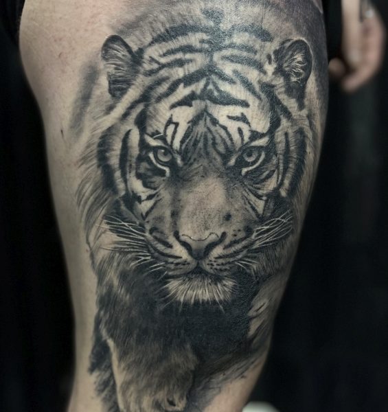 tigris-15